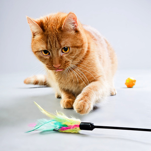 1 cats and play-feather toy