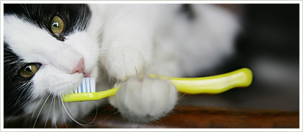 Cat-Dental-Care